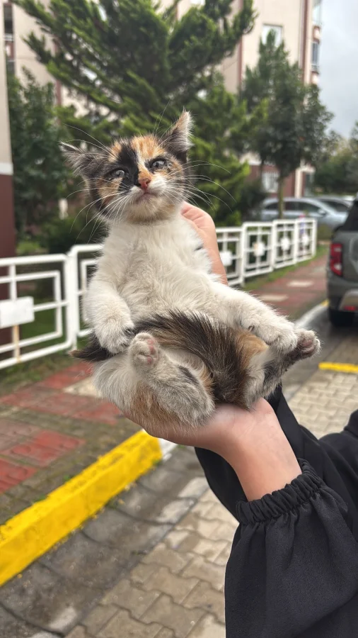 3 aylık dişi melez kedi Pendik, İstanbul'da yuva arıyor oyuncu kedi · 3 Aylık · Dişi · Diğer Kedi Irkları · Pendik, İstanbul