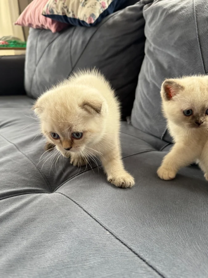 2 aydan küçük dişi Scottish Fold Foça, İzmir'de yuva arıyor · 2 Aydan Küçük · Dişi · Scottish Fold · Foça, İzmir