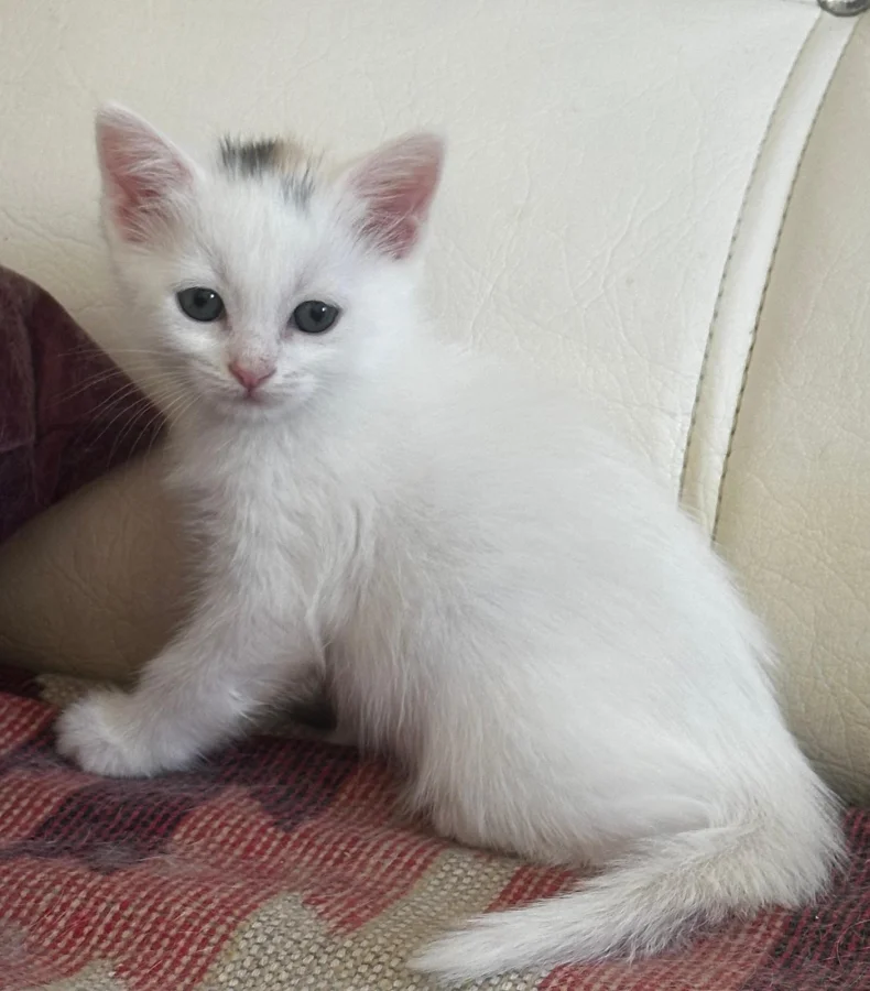 cins van kedisi · 2 Aydan Küçük · Erkek · Van Kedisi · Merkez, Elazığ