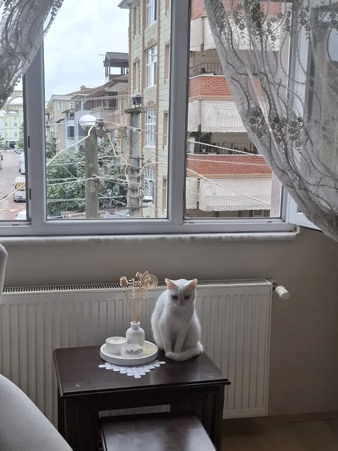 Ücretsiz sahiplendirme · 2 Yaşında · Dişi · Diğer Kedi Irkları · İzmit, Kocaeli