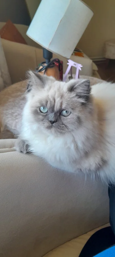 Çok sakin çok tatlı dır kızım · 9 Aylık · Dişi · British Shorthair · Buca, İzmir