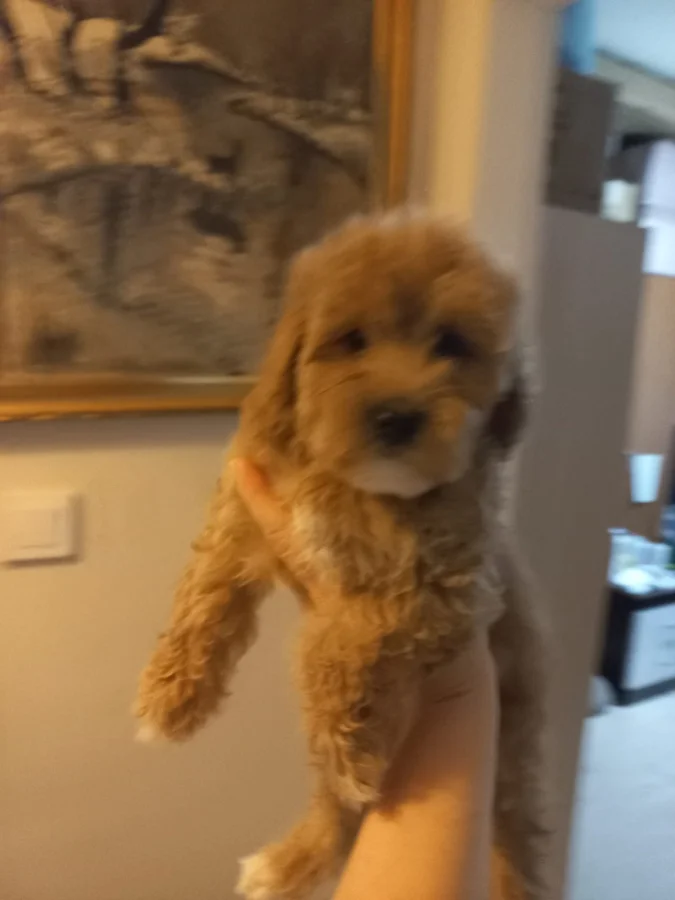 Ev dogumlu maltipo yavrular · 2 Aylık · Erkek/Dişi · Maltipoo · Esenyurt, İstanbul