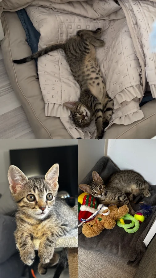 Tekir 4 aylık aşıları yapıldı oyuncu kum eğitimi vardır · 5 Aylık · Erkek · Tekir Kedi · Gaziemir, İzmir