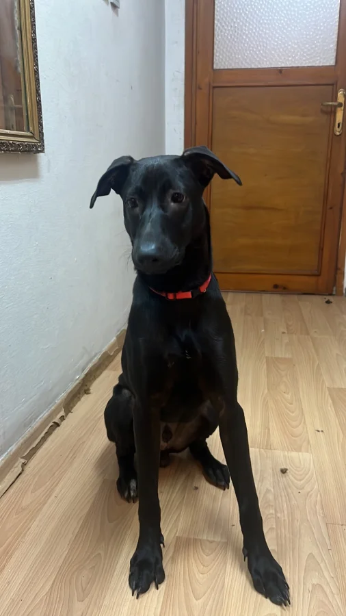 6 aylık kentsel dönüşüm yüzünden sahiplendirmek durumunda kaldım · 6 Aylık · Erkek · Labrador Retriever · Üsküdar, İstanbul