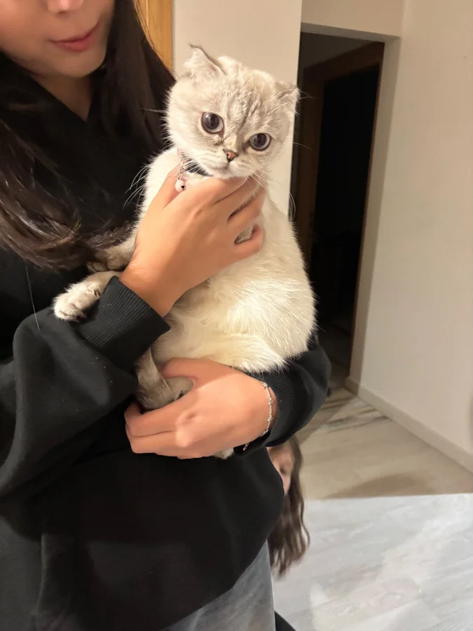 2 yaşında Safkan kedimiz Sütlaç için ona İyş bakacak yuva arıyoruz · 2 Yaşında · Dişi · British Shorthair · Keçiören, Ankara