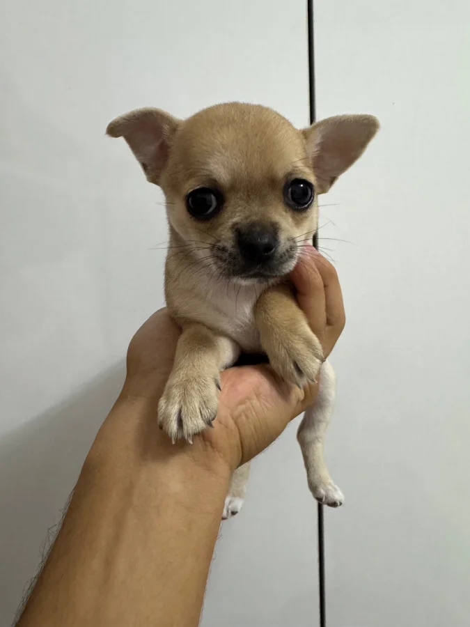 2 aylıklar · 2 Aylık · Erkek/Dişi · Chihuahua · Antakya, Hatay