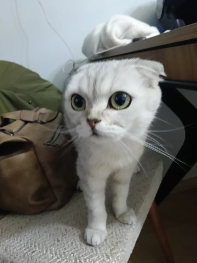 1 yaşında dişi melez kedi Esenyurt, İstanbul'da yuva arıyor · 1 Yaşında · Dişi · Diğer Kedi Irkları · Esenyurt, İstanbul