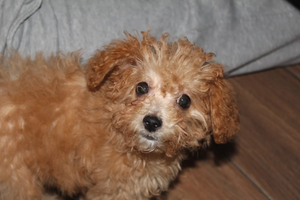 Poddle ve maltese yavrular · 2 Aylık · Erkek/Dişi · Toy Poodle · İzmit, Kocaeli