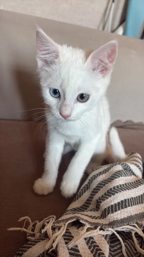 3 aylık Ankara kedisi yuva arıyor · 4 Aylık · Erkek · Ankara Kedisi · Yenimahalle, Ankara