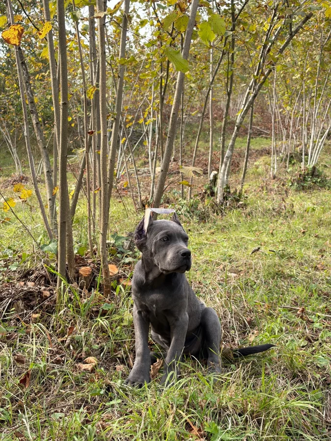 CANE CORSO · 3 Aylık · Dişi · Cane Corso · Ereğli, Zonguldak