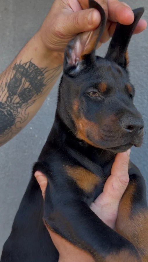 Odullu Uretimden Secereli ve Asilari Tam European Yavrular · 2 Aylık · Erkek/Dişi · Doberman · Çatalca, İstanbul