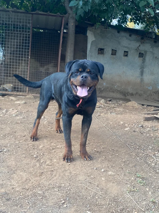 Şecereli Erkek Rottweiler, Almanya Soyundan · 1 Yaşında · Erkek · Rottweiler · Köyceğiz, Muğla