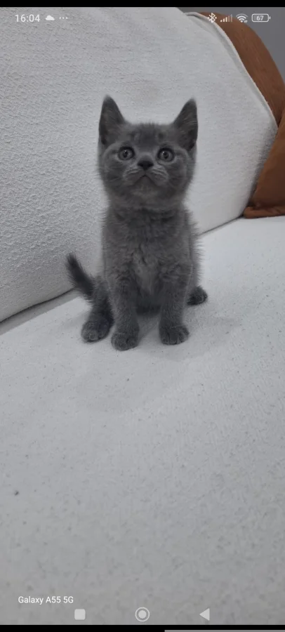 YENİ YUVA ARANIYOR · 2 Aylık · Erkek/Dişi · Scottish Fold · Küçükçekmece, İstanbul
