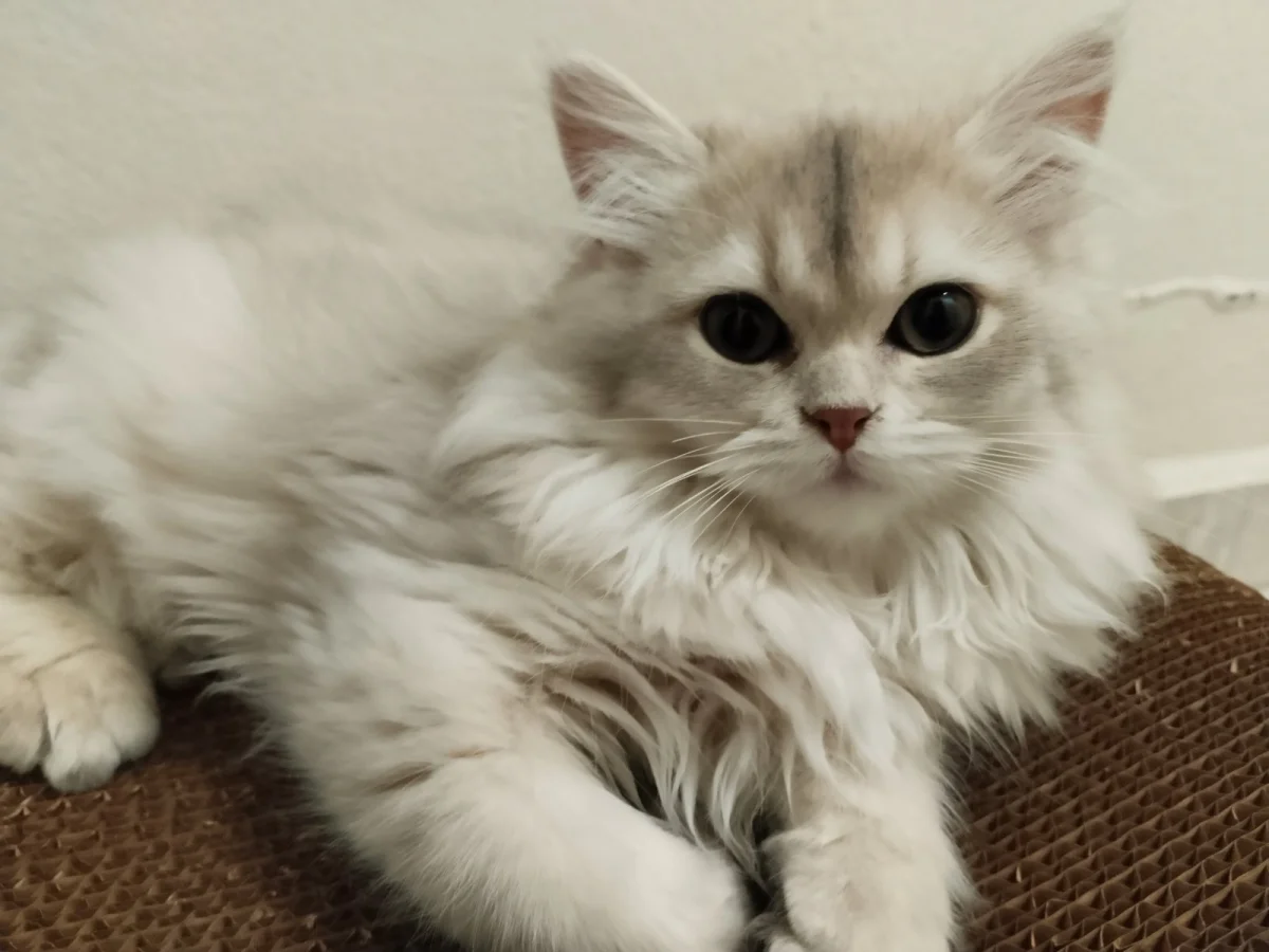 3 aylık dişi British Longhair Silivri, İstanbul'da yuva arıyor · 3 Aylık · Dişi · British Longhair · Silivri, İstanbul