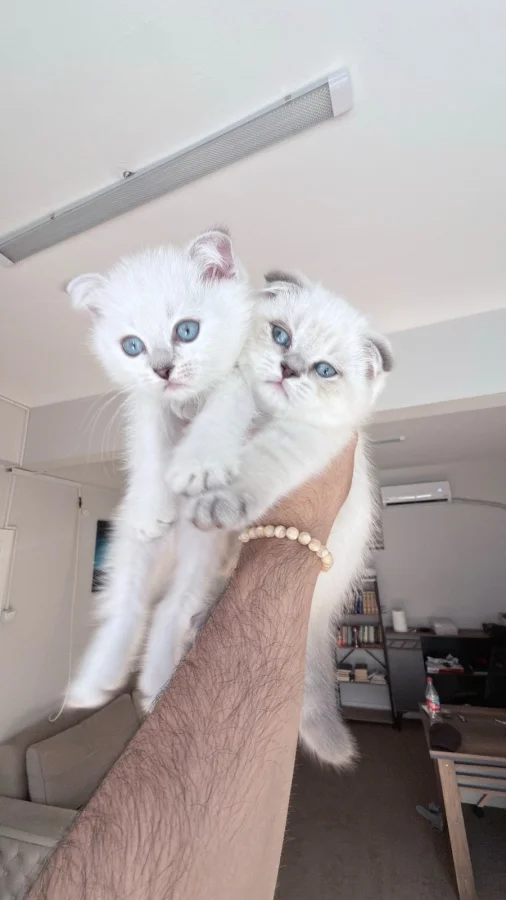 4 aylık erkek Scottish Fold Esenler, İstanbul'da yuva arıyor · 4 Aylık · Erkek · Scottish Fold · Esenler, İstanbul