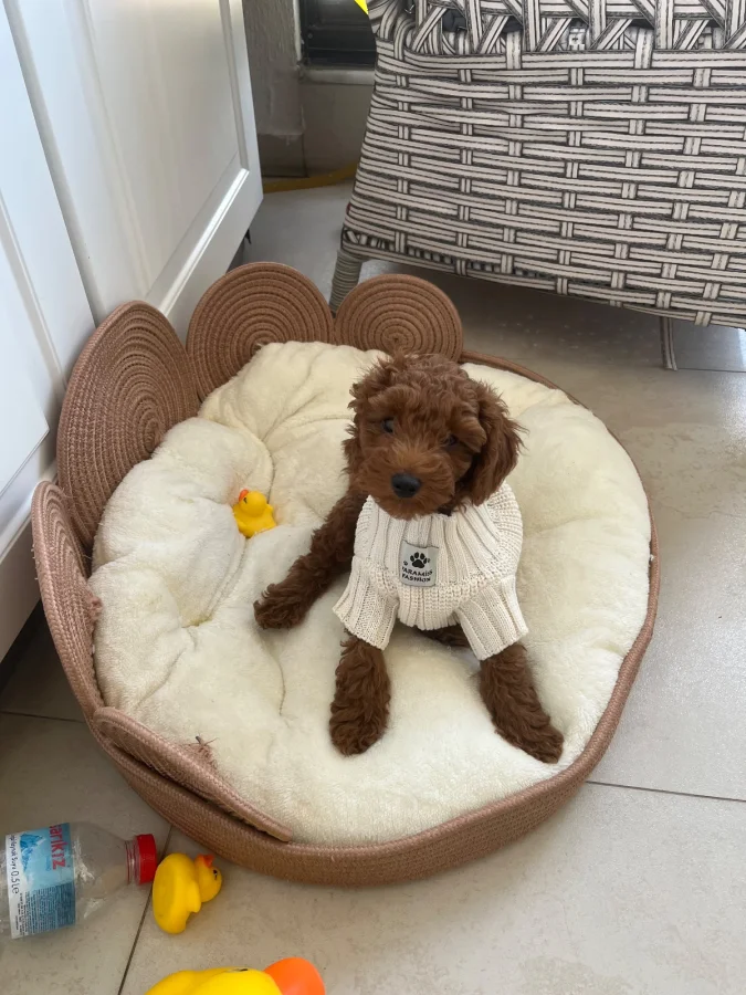 3 aylık erkek toy poodle sevgi dolu yuvasını arıyor · 3 Aylık · Erkek · Toy Poodle · Milas, Muğla