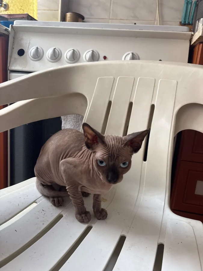 Sfenks kedi · 10 Aylık · Dişi · Sfenks Kedisi · Mersin