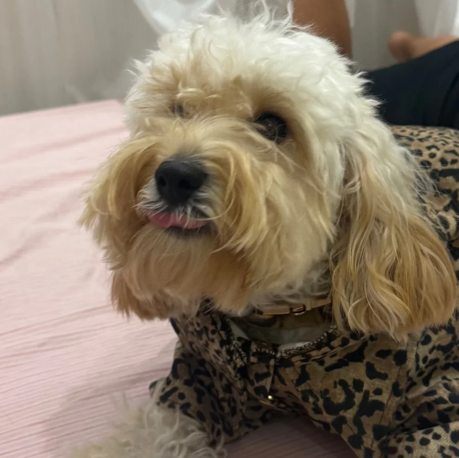 1 yaşında Maltipo · 1 Yaşında · Dişi · Maltipoo · Bornova, İzmir