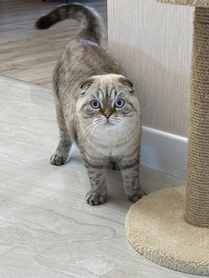 1 yaşında erkek Scottish Fold Yenimahalle, Ankara'da yuva arıyor · 1 Yaşında · Erkek · Scottish Fold · Yenimahalle, Ankara