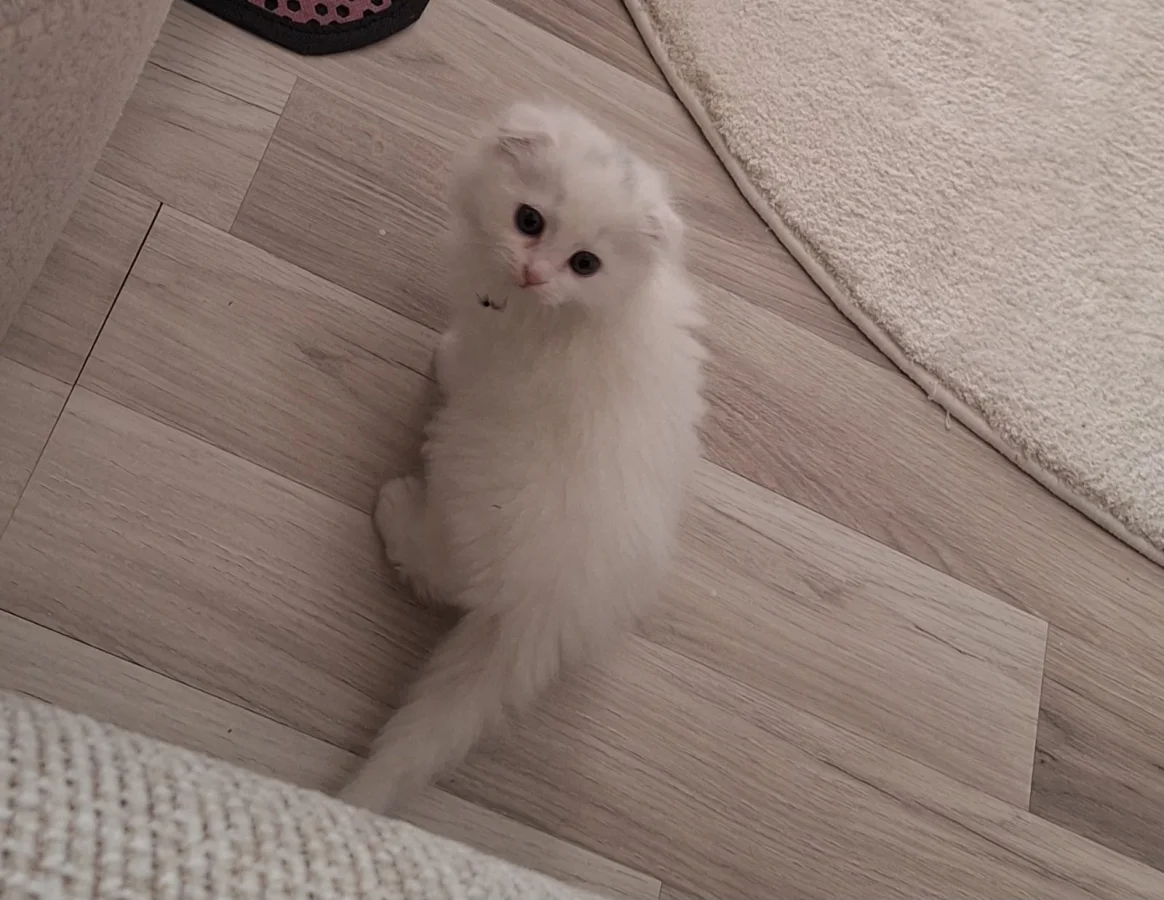 2 aylık dişi British Longhair Pamukkale, Denizli'de yuva arıyor · 2 Aylık · Dişi · British Longhair · Pamukkale, Denizli