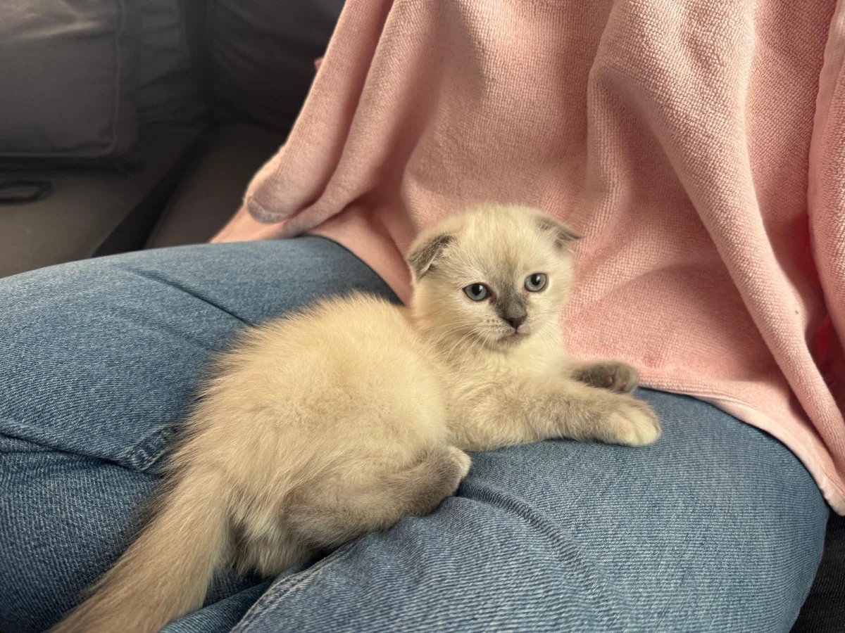 Yavru acil yuva aranıyor · 4 Aylık · Dişi · Scottish Fold · Keçiören, Ankara