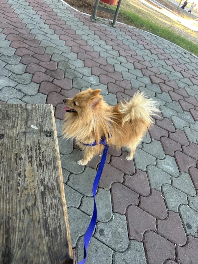 2 yaşında pomeranian sağlıklı · 2 Yaşında · Erkek · Pomeranian · Karabağlar, İzmir