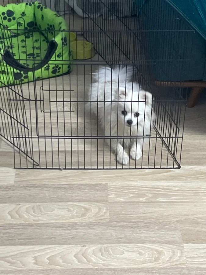 6.7aylık beyaz renk pomerian hastalığımdan dolayı veriyorum yoksa bebek gibi · 7 Aylık · Dişi · Pomeranian · Mamak, Ankara