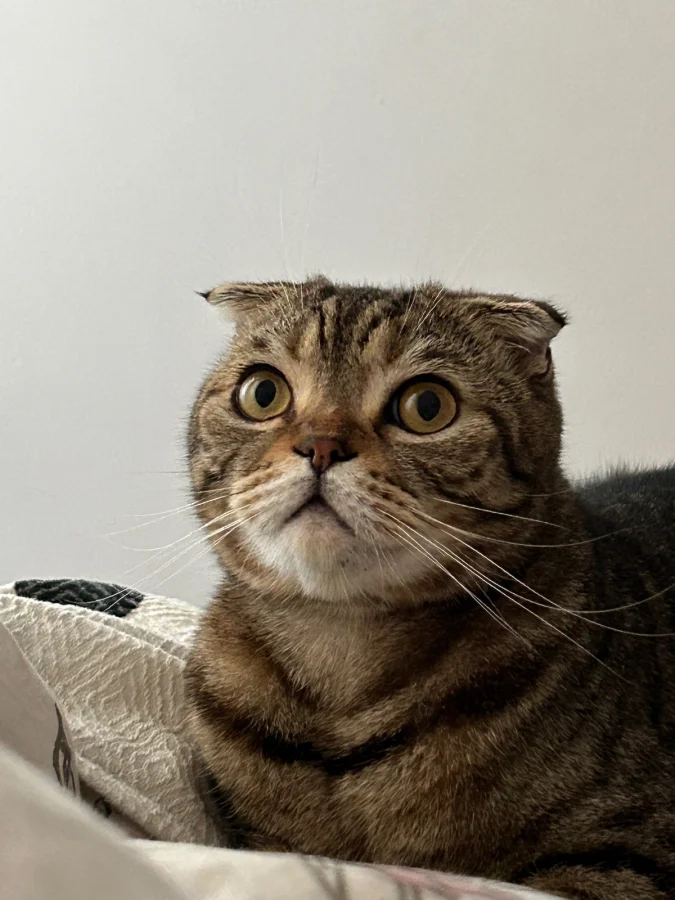 Behlül yuva arıyor · 5 Yaşında · Erkek · Scottish Fold · Kartal, İstanbul