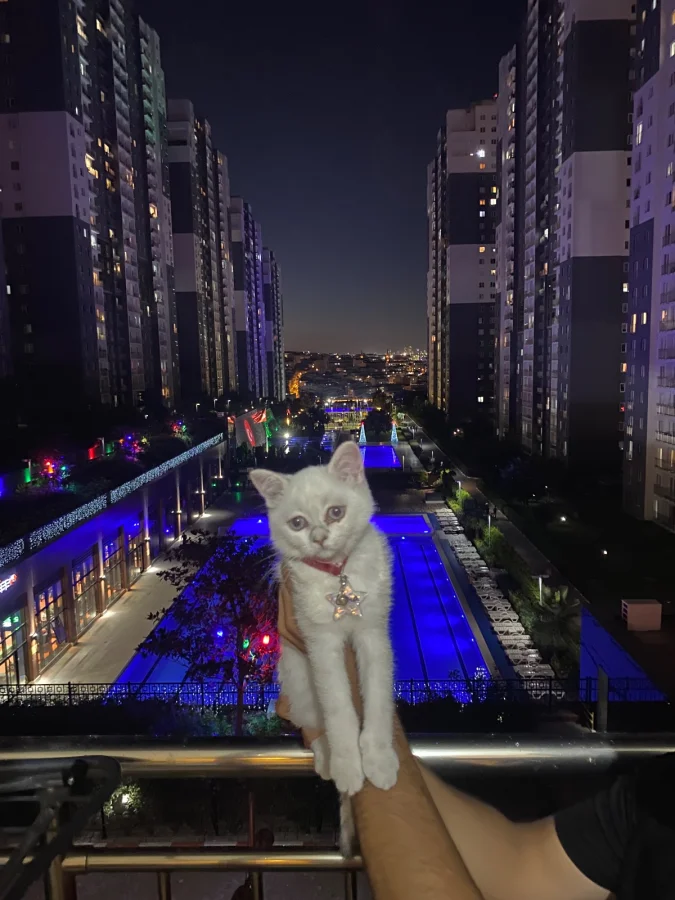 6 aylık dişi British Shorthair melez Esenyurt, İstanbul'da yuva arıyor · 6 Aylık · Dişi · British Shorthair · Esenyurt, İstanbul