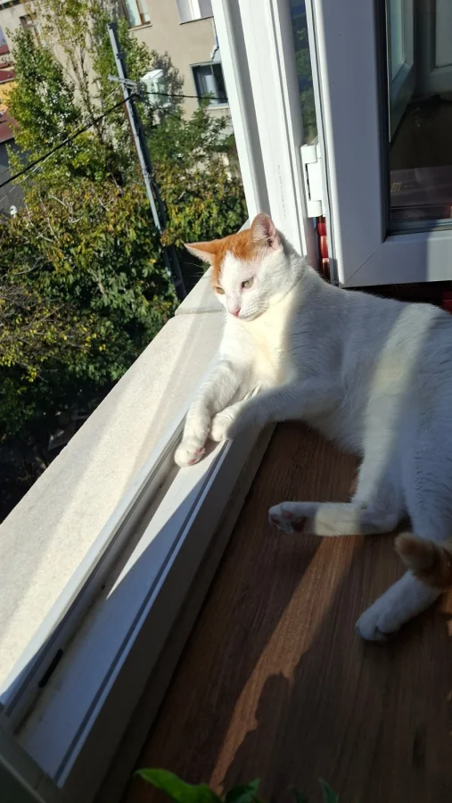 2 yaşında tekir bakamiyoruz çok oyuncu · 2 Yaşında · Dişi · Tekir Kedi · Sarıyer, İstanbul
