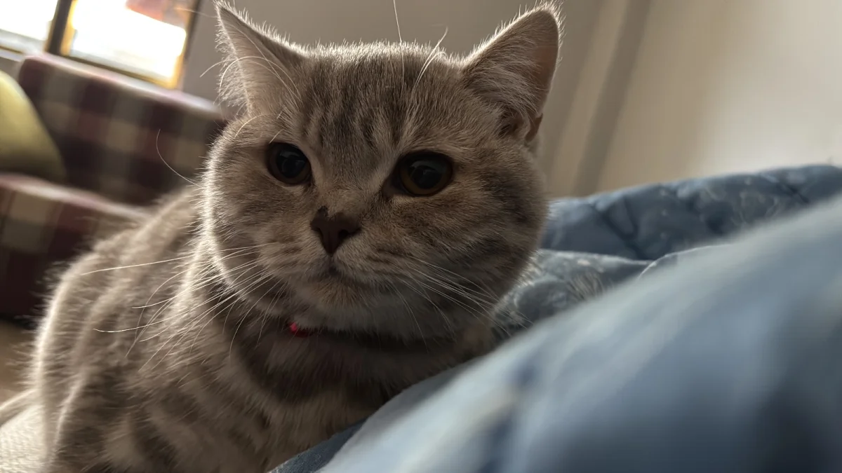 6 aylık erkek British Shorthair Arnavutköy, İstanbul'da yuva arıyor · 6 Aylık · Erkek · British Shorthair · Arnavutköy, İstanbul